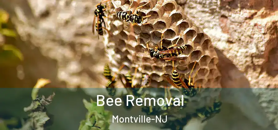 Bee Removal Montville-NJ