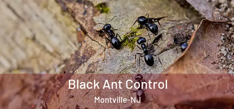  Black Ant Control Montville-NJ