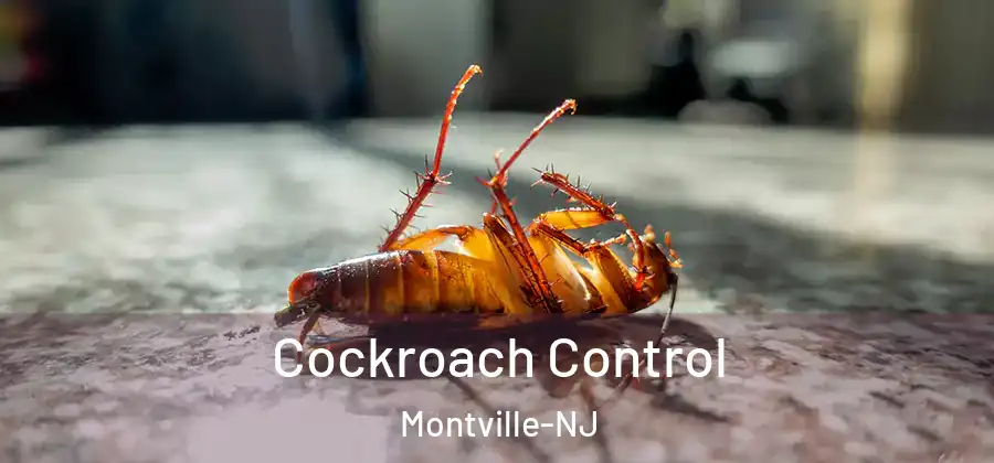 Cockroach Control Montville-NJ