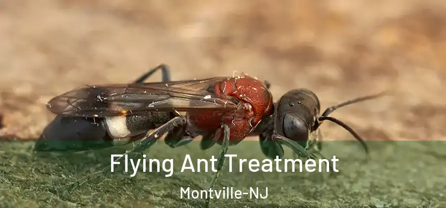  Flying Ant Treatment Montville-NJ