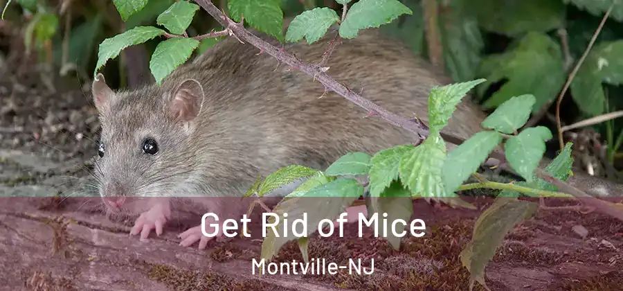 Get Rid of Mice Montville-NJ