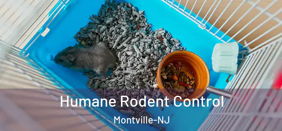 Humane Rodent Control Montville-NJ