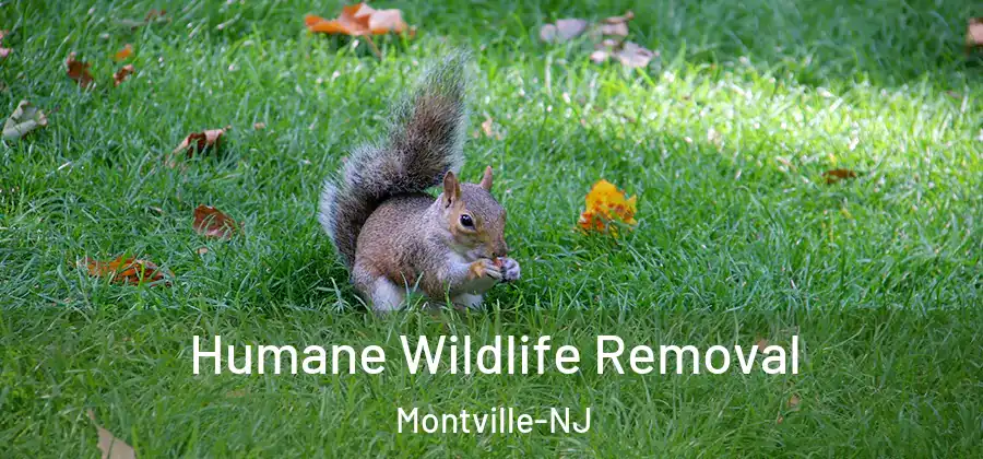  Humane Wildlife Removal Montville-NJ