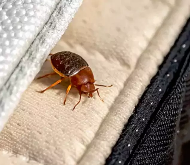 Trusted Bed Bug Prevention Specialists in Montville, NJ