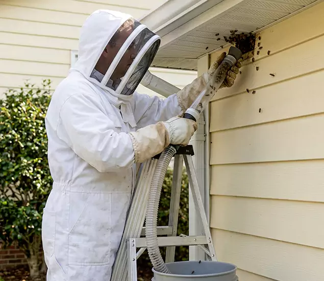 Your Affordable Bee Removal Company in Montville, NJ