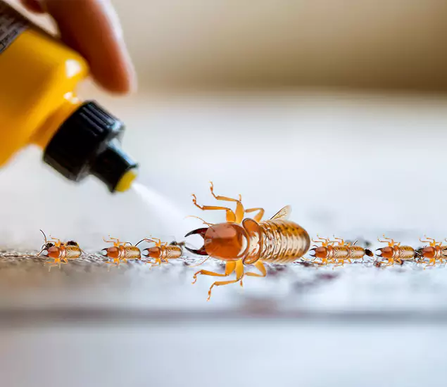 Reliable Bora Care Termite Experts in Montville, NJ