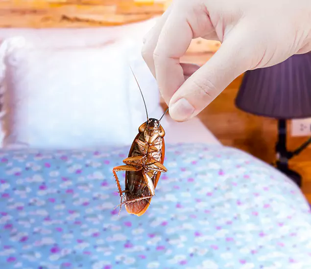 Expert Roach Control Services: Your Cockroach Pest Control in Montville, NJ