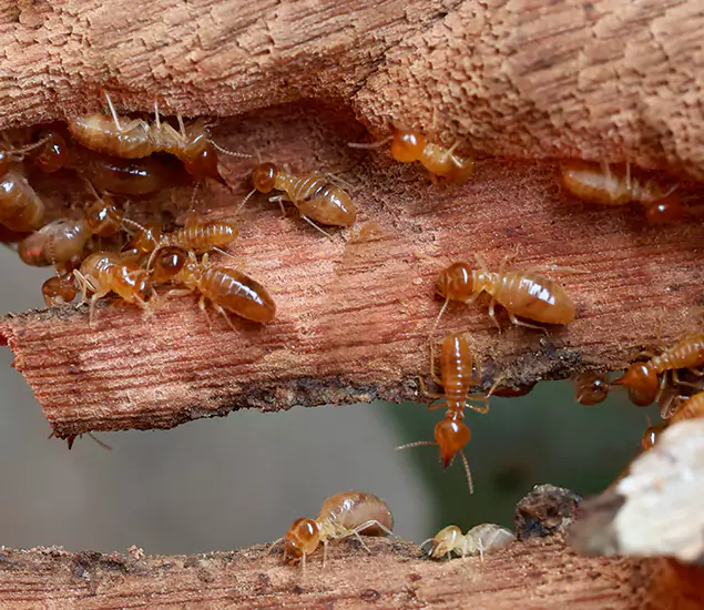 About Our Drywood Termite Treatment Experts in Montville, NJ