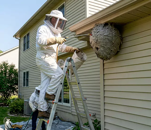 Expert Wasp Nest Removal: Your Local Wasp Nest Removal Company in Montville, NJ