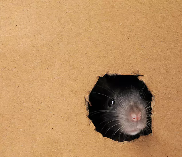Rats in Attic Removal Experts in Montville, NJ