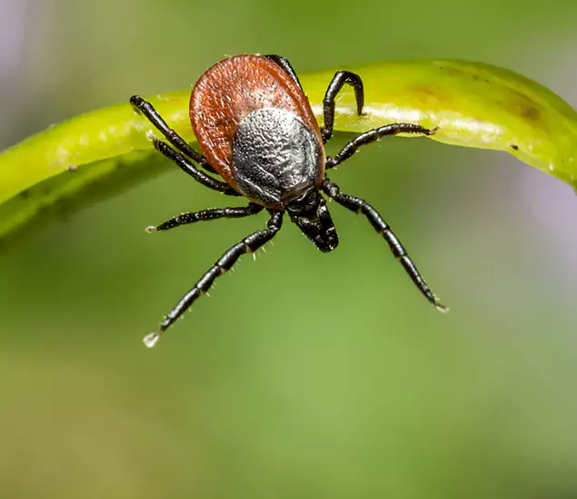 Your Trusted Tick Pest Control in Montville, NJ