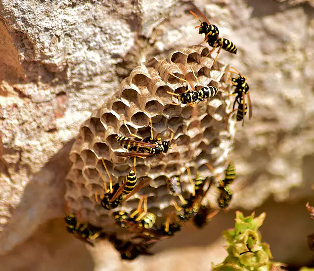 Your Best Wasp Removal Company in Montville, NJ