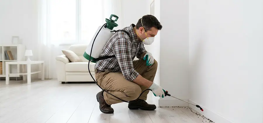 Seasonal Ant Infestation Control in Montville