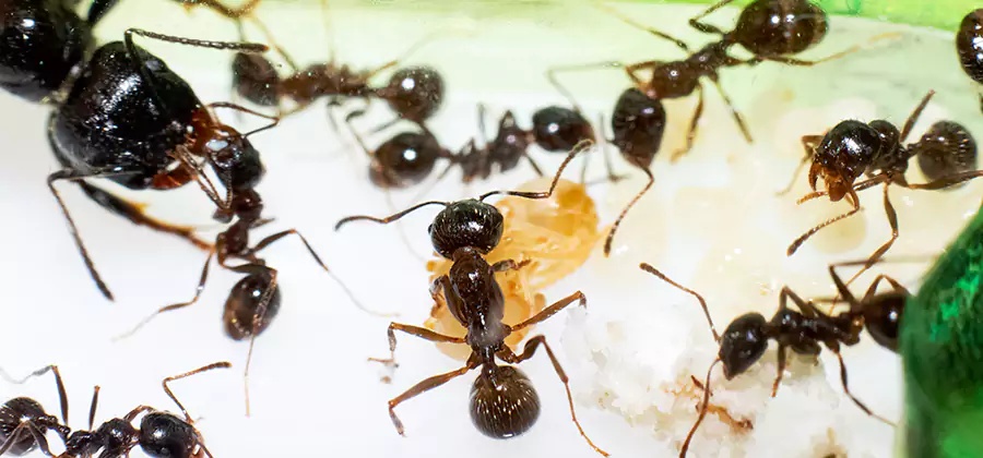 Argentine Ant Barrier Treatment in Montville
