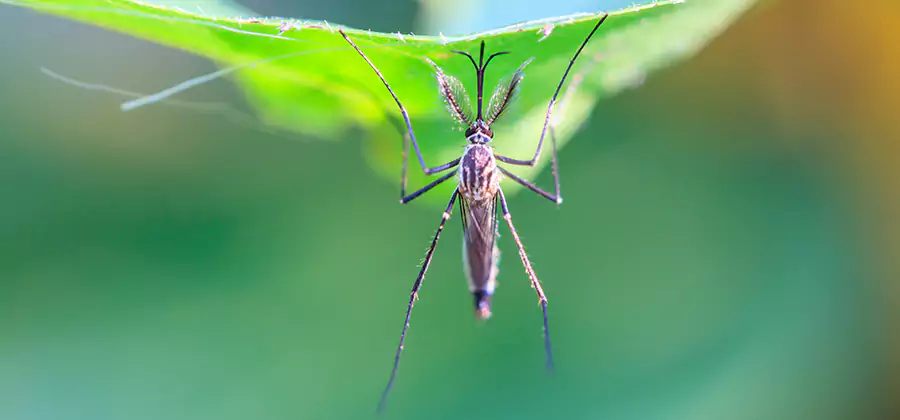 Natural Mosquito Spray for Yard in Montville