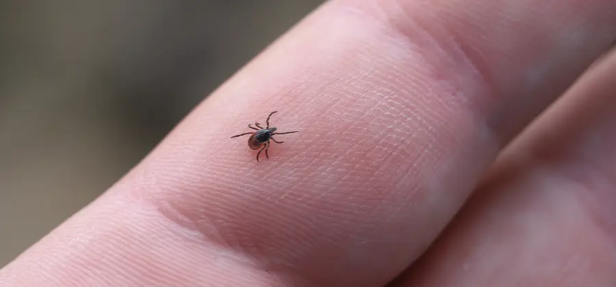 Infection Prevention for Bed Bug Bites in Montville