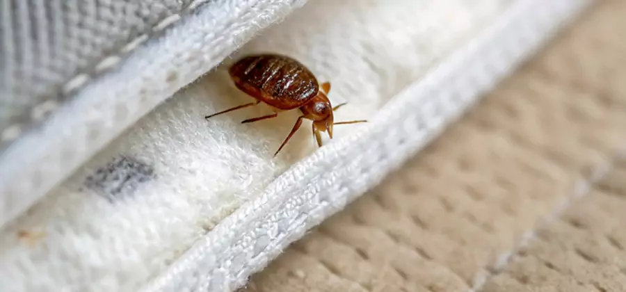 Tenting Bed Bug Fumigation in Montville