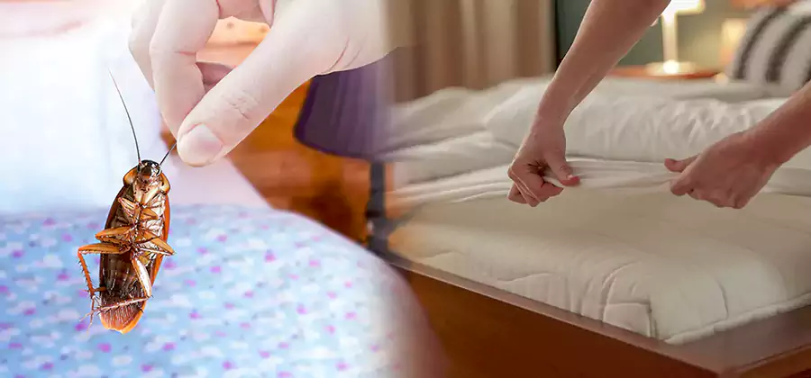 Bed Bug Home Extermination Service in Montville