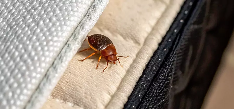 Commercial Bed Bug Control in Montville