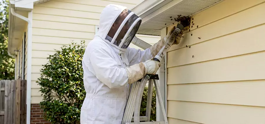Ground Bee Removal in Montville
