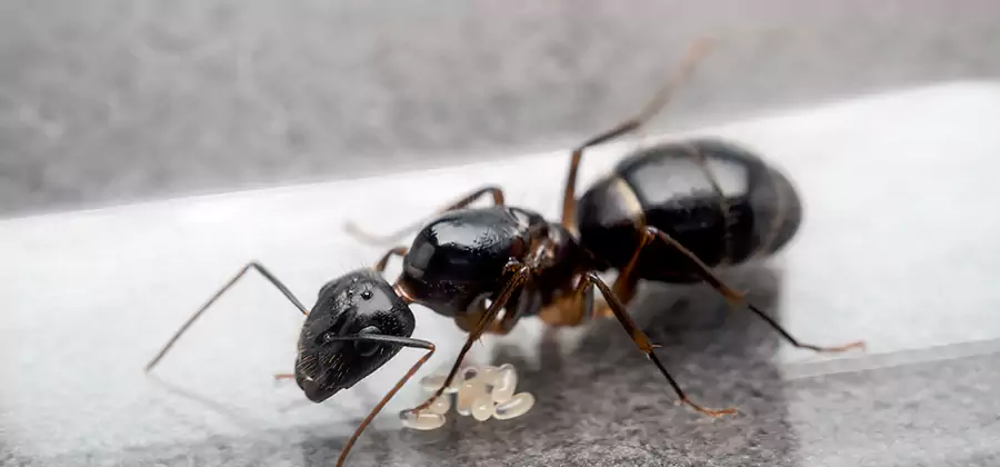 Black Ants in Kitchen Elimination in Montville