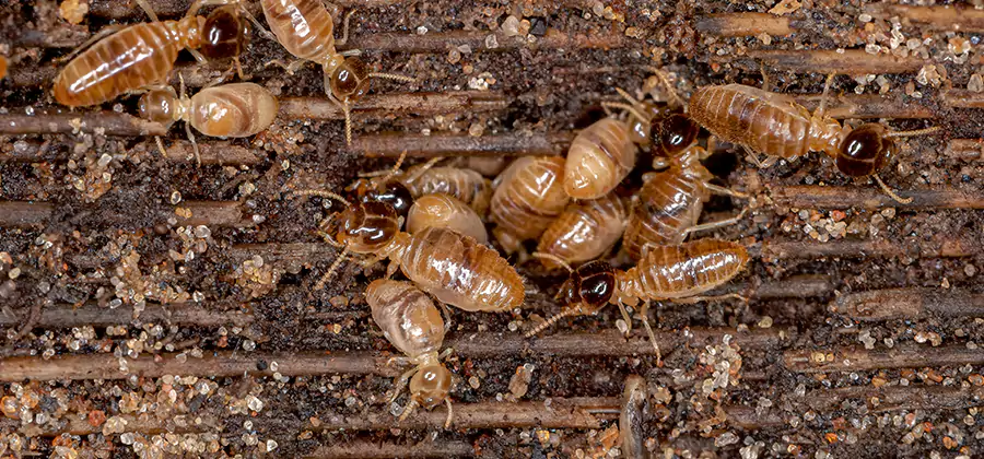 Bora Care Residential Termite Control in Montville