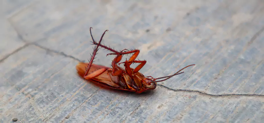 Cockroach Eradication for Commercial Properties in Montville