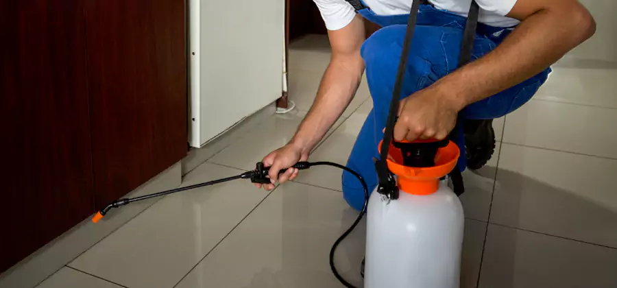 Palmetto Bug Exterminator in Montville