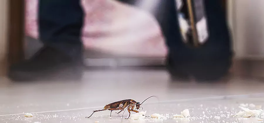 Roach House Treatment Montville
