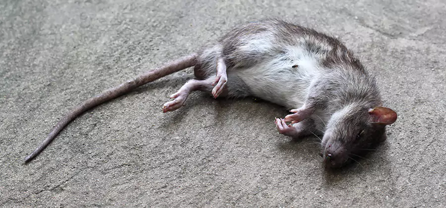 Dead Rat Disposal in Montville