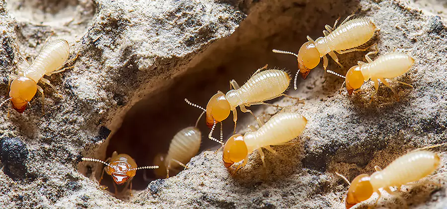 Termite Exterminator Services in Montville