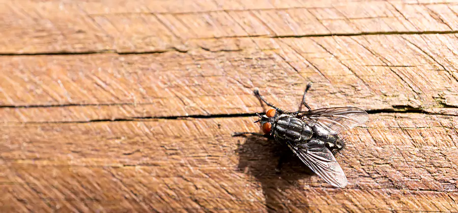 Flying Ant Barrier Treatment in Montville