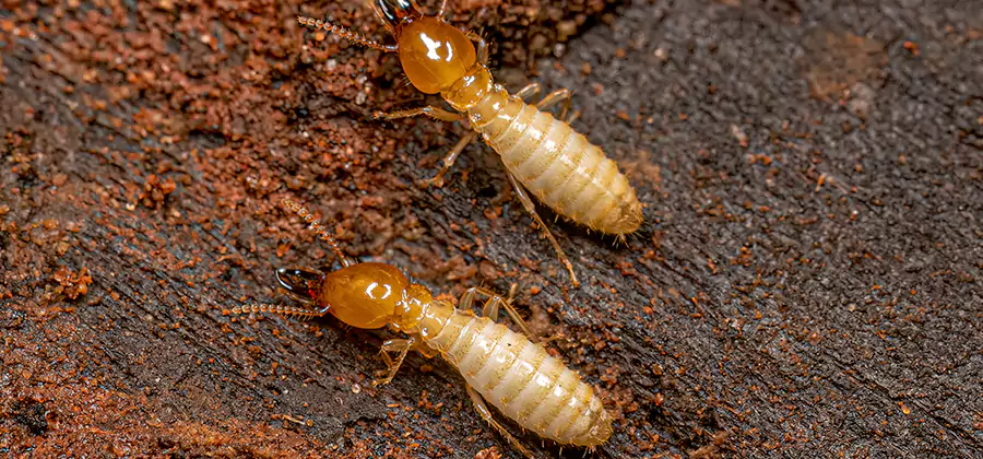 Structural Heat Termite Treatment in Montville