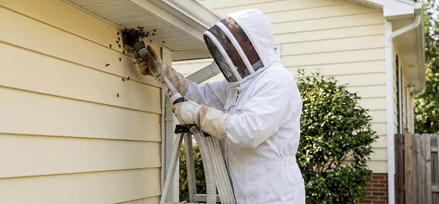 Wasp Nest in Wall Removal in Montville