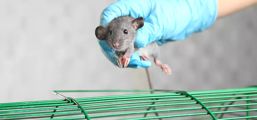 Humane Rat Trapping in Montville
