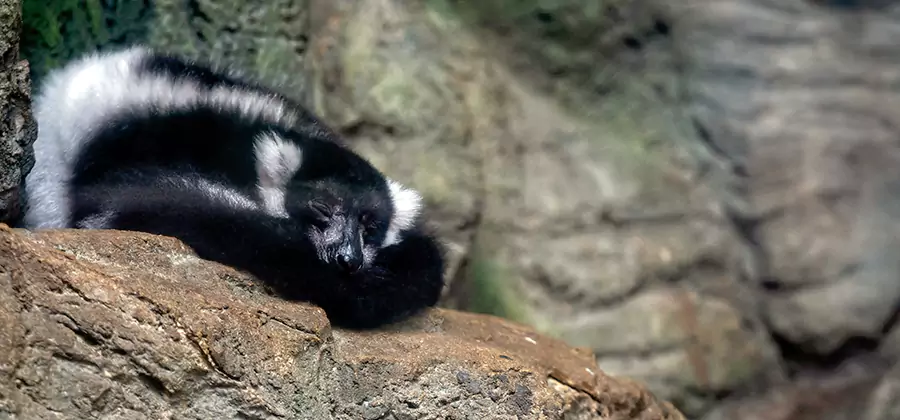 Humane Skunk Removal in Montville