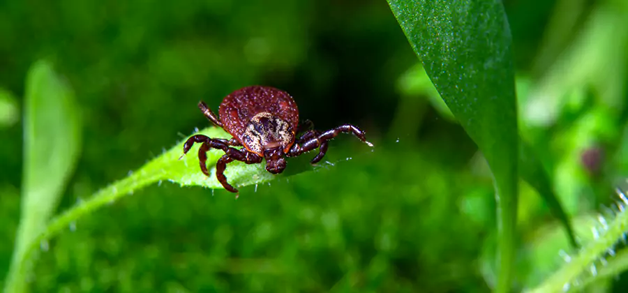Tick Prevention for Yard in Montville