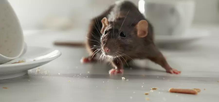 Rodent Feces Removal in Montville