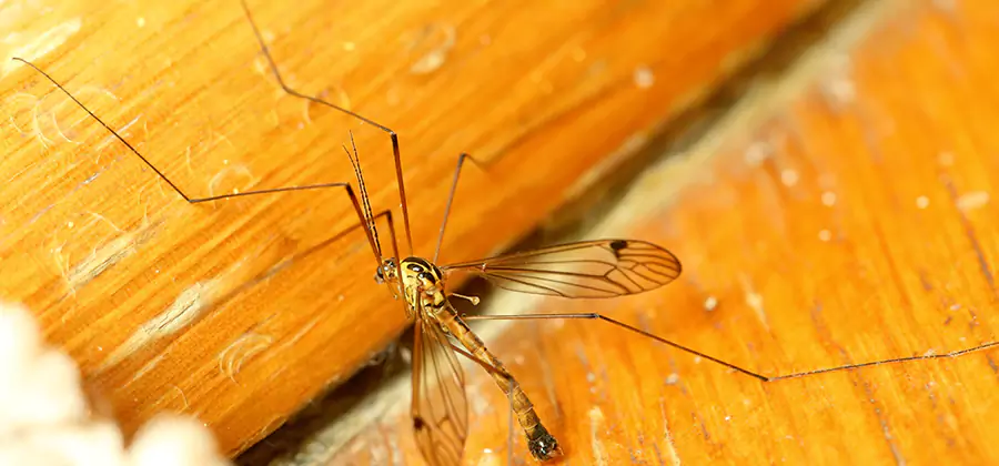 Exterior Mosquito Control in Montville