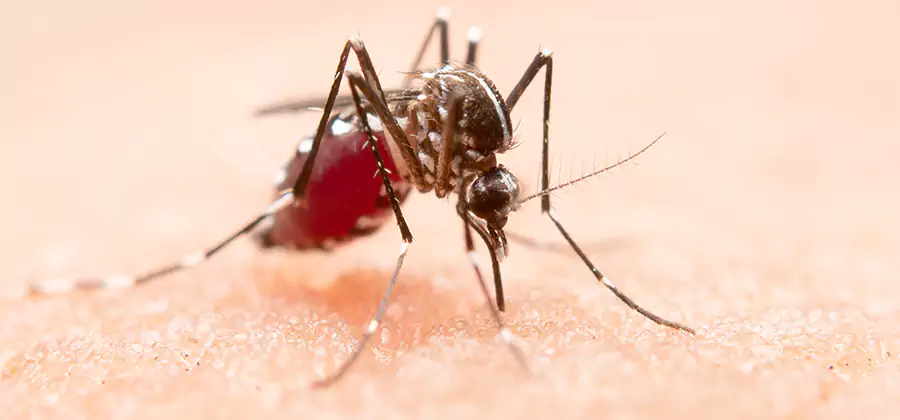 Indoor Mosquito Killer and Interior Control in Montville