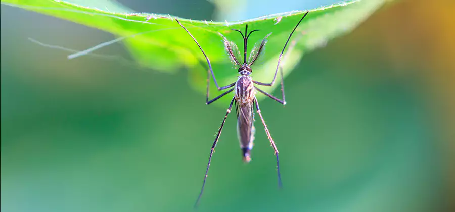 Pest and Mosquito Control for Yard and Patio in Montville