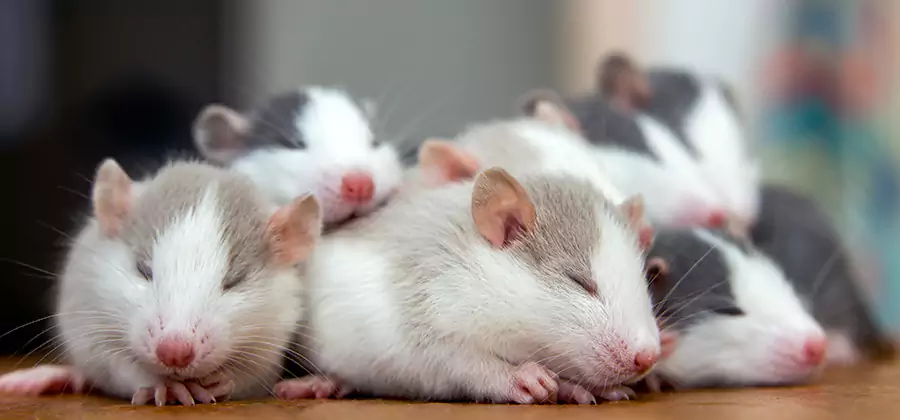 Montville Pet Safe Mice Control