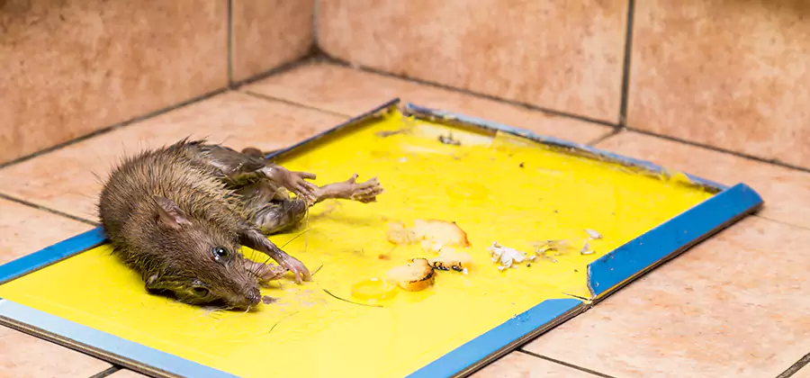 Mouse and Rat Control in Montville