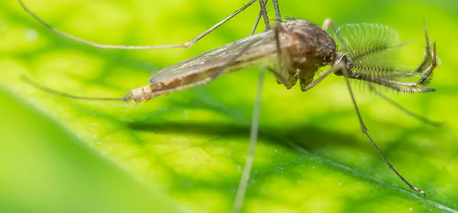 Herbal Mosquito Repellent Treatment in Montville