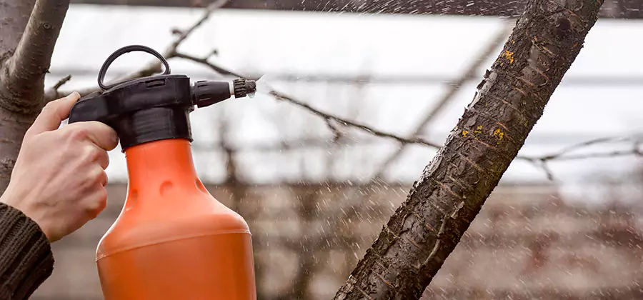 Orange Oil Structural Cavity Treatment in Montville