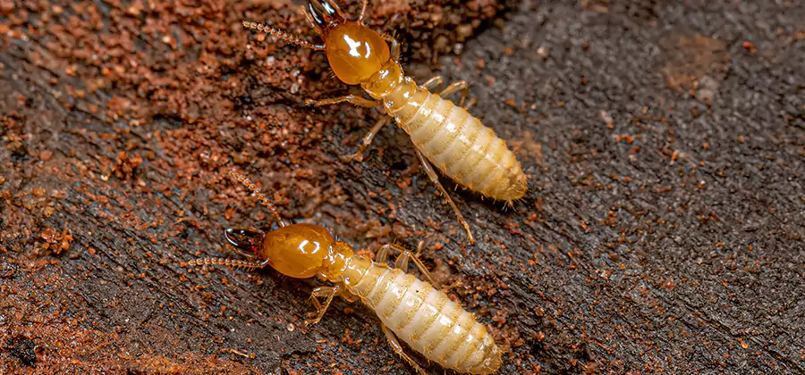 Natural Ant Hill Killer Treatment in Montville