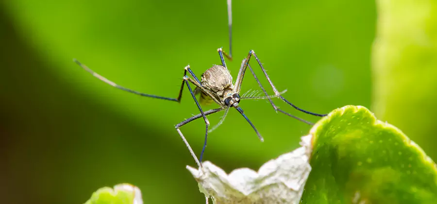 Natural Outdoor Mosquito Repellent in Montville