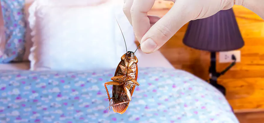 Bed Bug Inspection in Montville