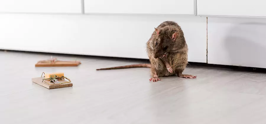 Rat Baiting Removal Service in Montville