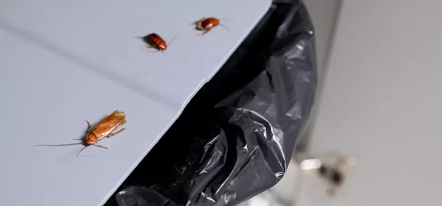 German Roach Pest Control in Montville